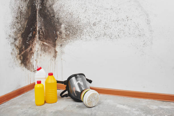 Best Basement Mold Remediation in Carrollton, IL