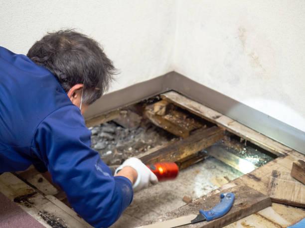 Best Post-Flood Mold Remediation in Carrollton, IL