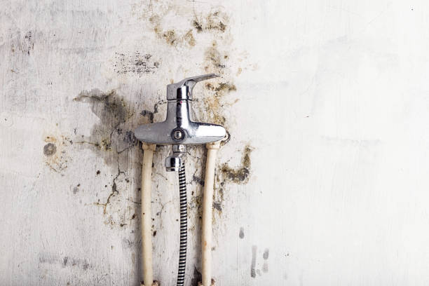 Best Residential Mold Remediation in Carrollton, IL