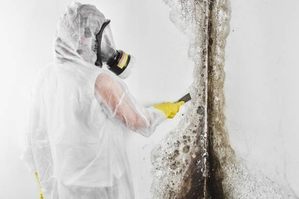 Best Commercial Mold Remediation in Carrollton, IL