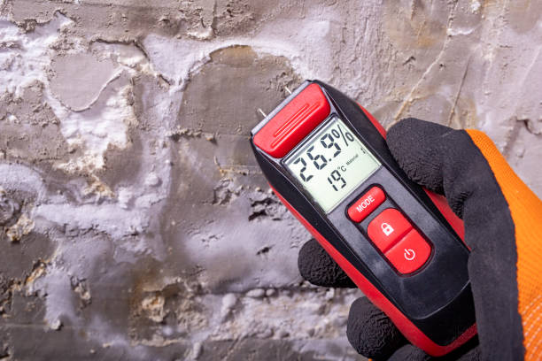 Best Black Mold Remediation in Carrollton, IL