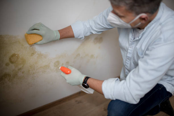 Best HVAC Mold Remediation in Carrollton, IL