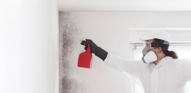 Best Basement Mold Remediation in Carrollton, IL