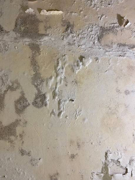 Best Bathroom Mold Remediation in Carrollton, IL