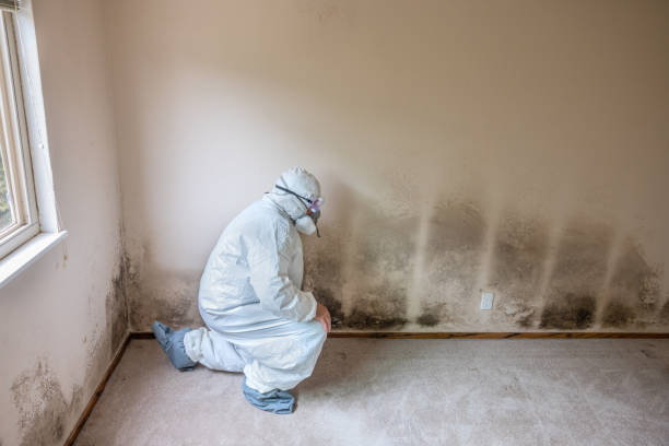 Best Industrial Mold Remediation in Carrollton, IL