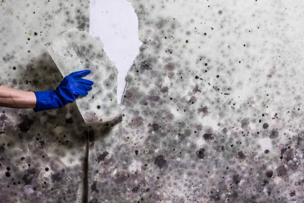 Best Residential Mold Remediation in Carrollton, IL