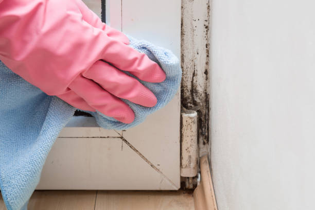 Professional Mold Remediation in Carrollton, IL
